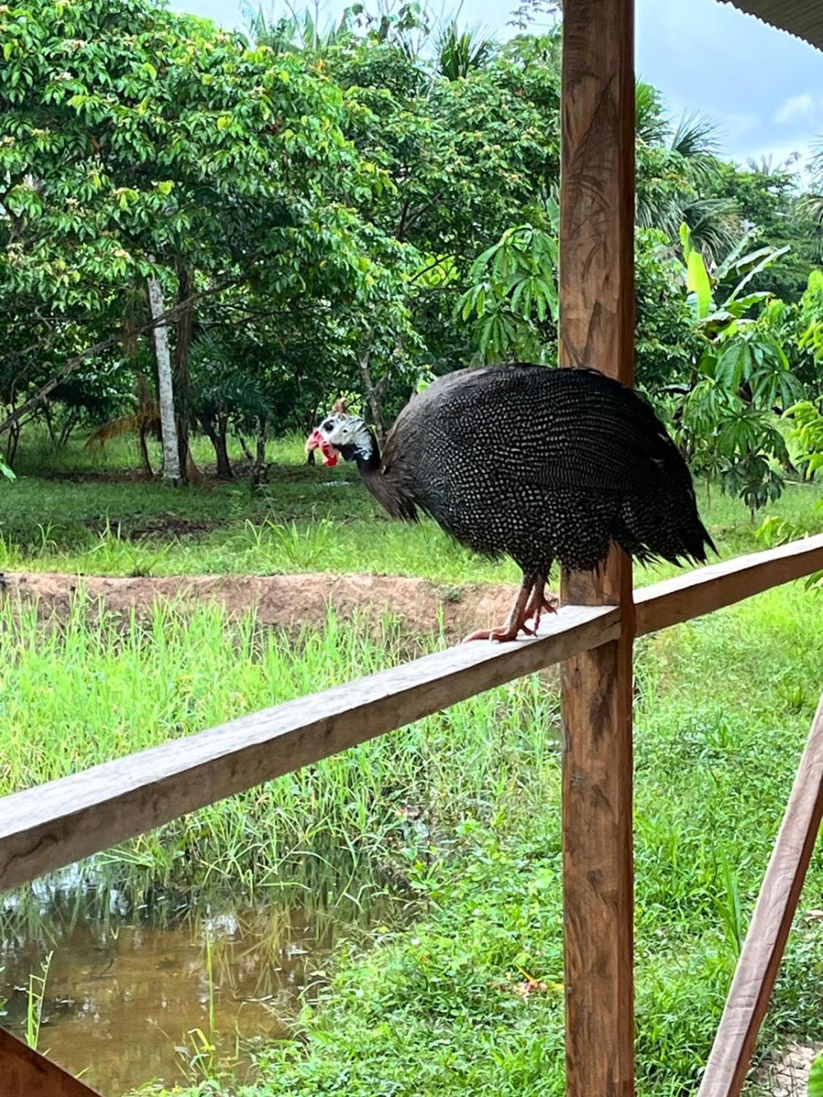Purachata Ecolodge Iquitos Exterior foto